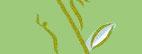 New Growth Midwifery